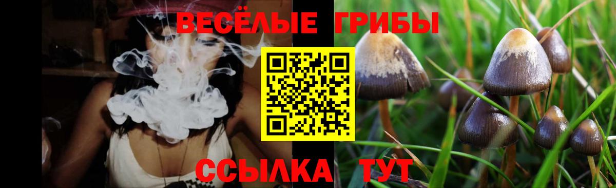 Псилоцибиновые грибы GOLDEN TEACHER Новокуйбышевск